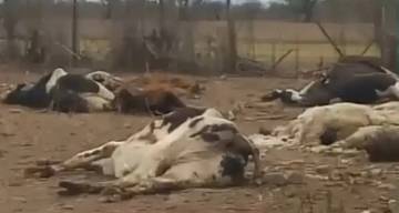 La aparición de vacas muertas en las afueras de una ciudad salteña generó una ola de versiones