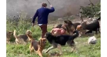 Qué hacía Cachito cuando fue atacado por una jauría en Yerba Buena: contradicciones entre su madre y la dueña de los perros