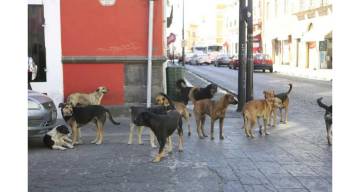 Milagro en Salta y el inesperado operativo que terminó con decenas de perros rescatados