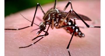 Segundo caso de fiebre Chikungunya en Salta: la paciente tiene antecedente de viaje a Bolivia