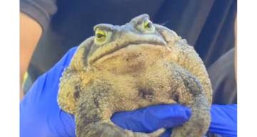 Sorpresa en Uruguay por la aparición de un 