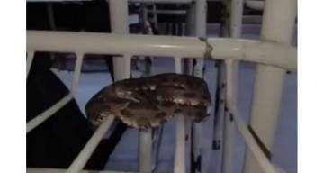 Alarma en una escuela de Las Lajitas: alumnos encontraron una serpiente arriba de un banco