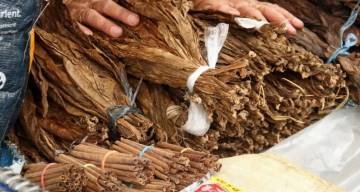 La alarma que sacude al campo salteño: toneladas de tabaco quedaron sin cosechar